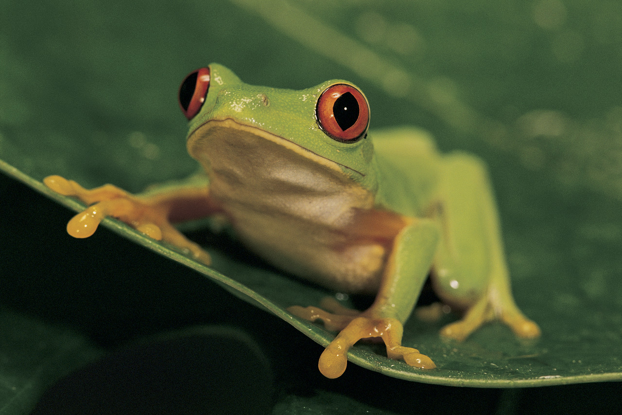 Historias para Reflexionar – “LAS RANAS”