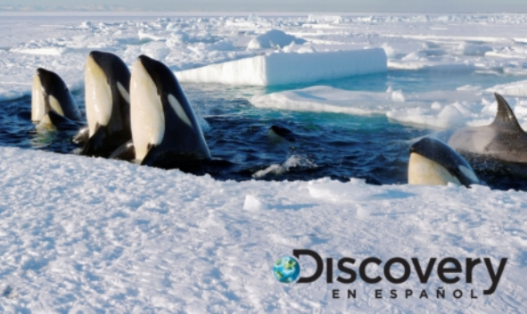 Discovery en Español Estrena  Frozen Planet