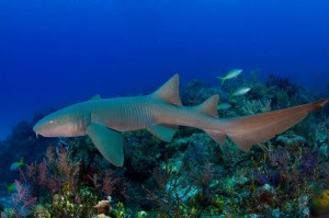 The Pew Charitable Trusts Nurse Shark