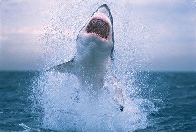 ALERTA DE  TIBURÓN @estilosblog @DiscoveryenESP