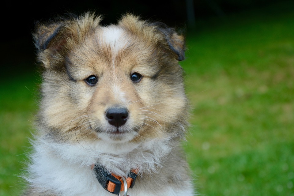 5 Things Anyone Can Do To Make A Difference For Animals in 2019