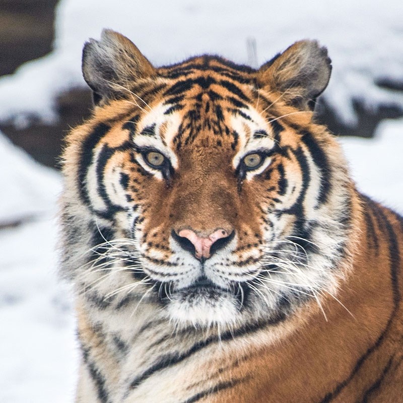 USDA Statement on the Confirmation of COVID-19 in a Tiger in New York