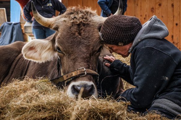 The International Vegan Film Festival Goes Virtual