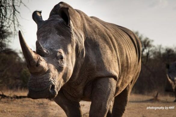 ‘Global Wildlife Health and Pandemic Protection Act’