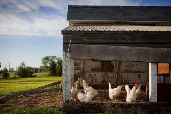 The Ultimate Chicken Coop Starter Guide