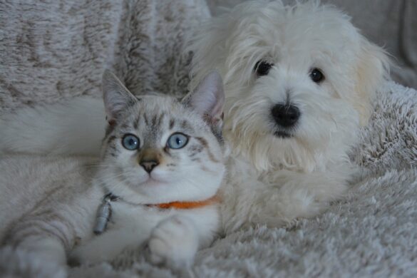 Las Mascotas Durante La Pandemia