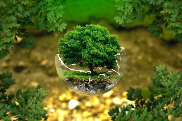Together, We’ve Planted 50,000,000 Trees