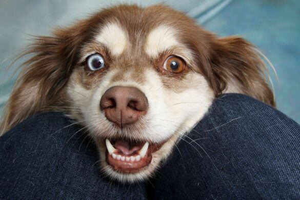 FLORIDA Tops List Of States You’ll Get Scammed When Buying A Dog