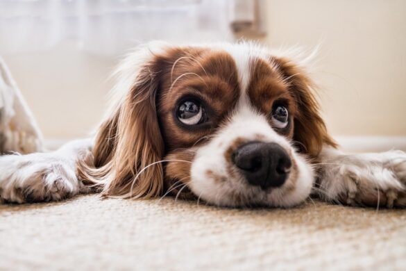 American Soldier Pleads For Help To Bring Recued Dog Home