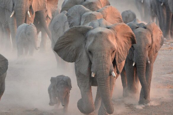 Protecting Africa’s Most Threatened Species