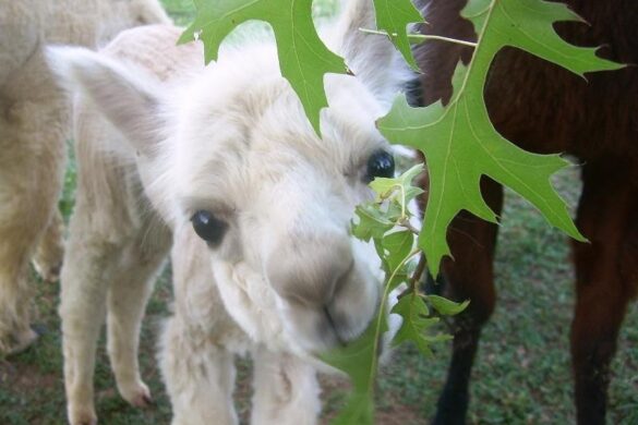 Celebrate Green Alpacas this Earth Day