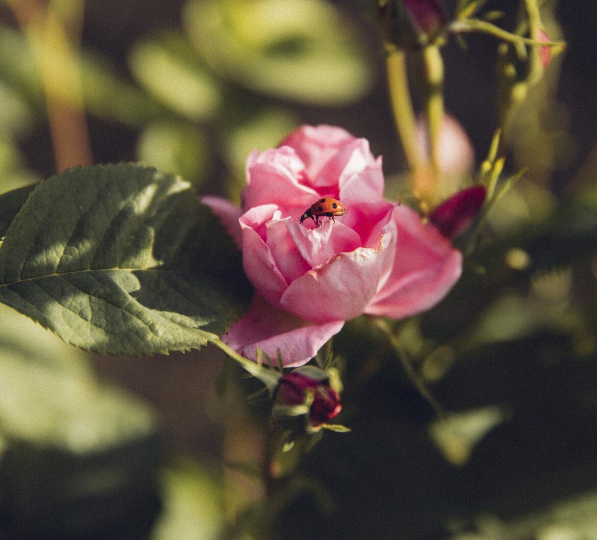 Rose au Domaine de la Rose Lancôme EMEDIA