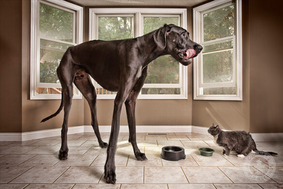 Zeus-Tallest-dog