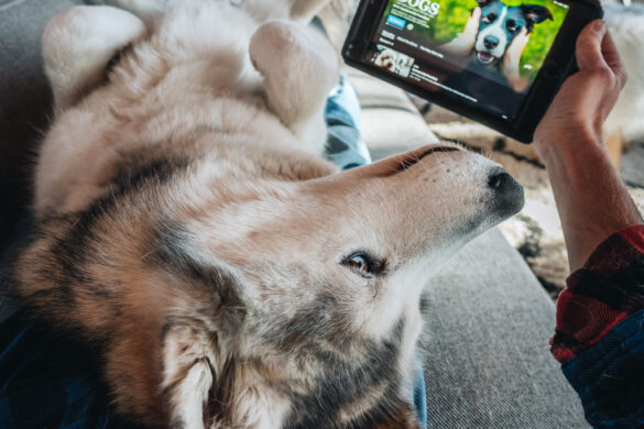 The Dog Instagram Rich List