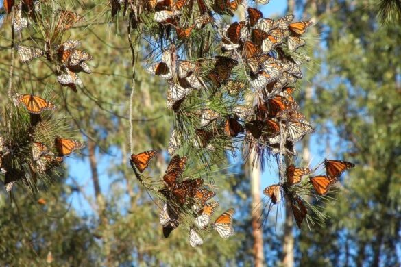 Google Se Une A Los Esfuerzos Para Salvar A Las Mariposas Monarca De California