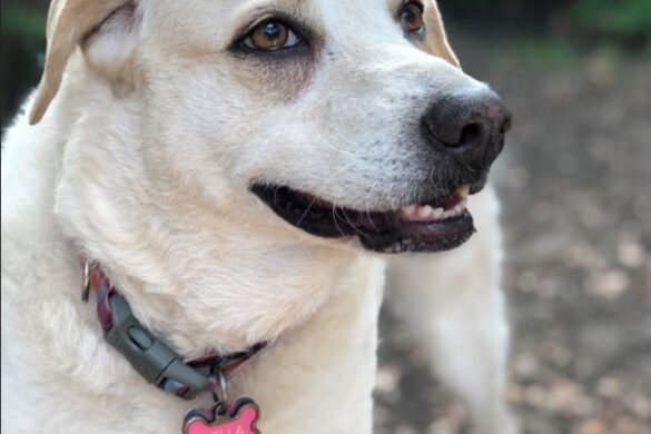 Top 10 Dog Names And Breeds In Celebration Of National Dog Day 2021