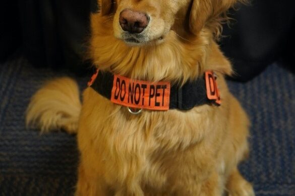 Las Vegas Passenger Canine Alona Selected As The “2021 Cutest Canine”