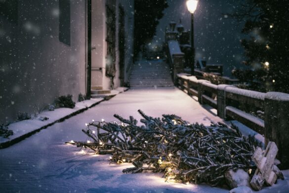Lo Que Debe Saber Antes De Comprar Un Arbolito De Navidad Natural