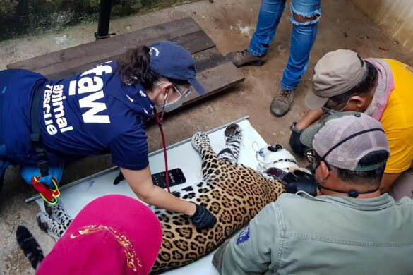 “Tiger Queens” Celebrates True Saviors For Captive Felines And Highlights The Dangers Of Big Cat Pseudo-Sanctuaries