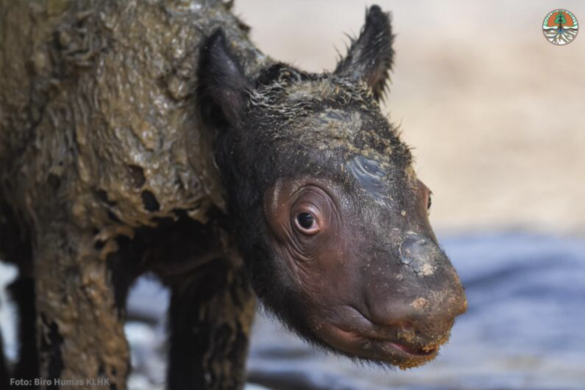 Sumatran Rhino Calf Born At Sumatran Rhino Sanctuary