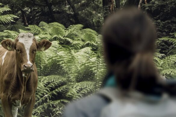 Inspiring New Film Affects Human And Animal Relationships