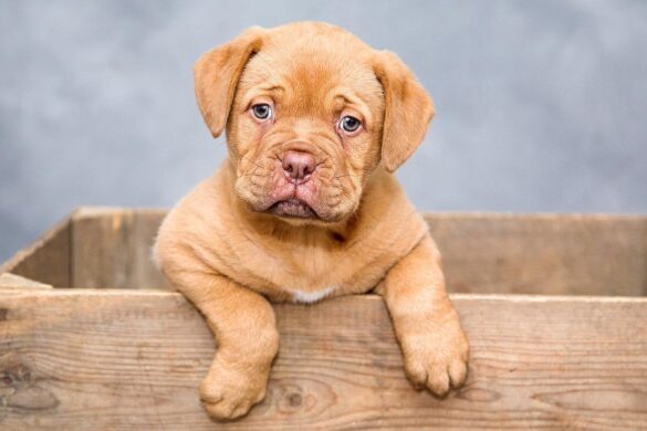 Celebrate Pet Appreciation Week With These Fun Ideas And Tips