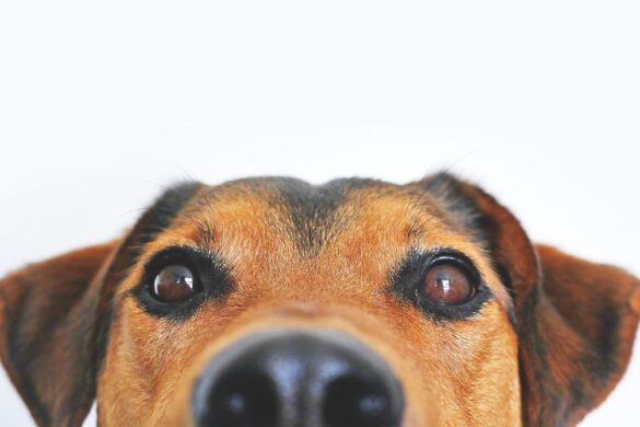 Best Cities For Dog Lovers