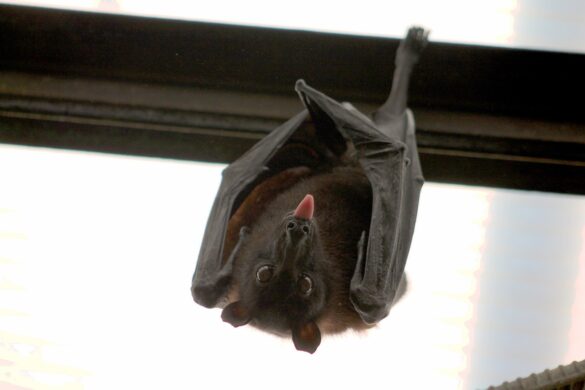 International Bat Appreciation Day
