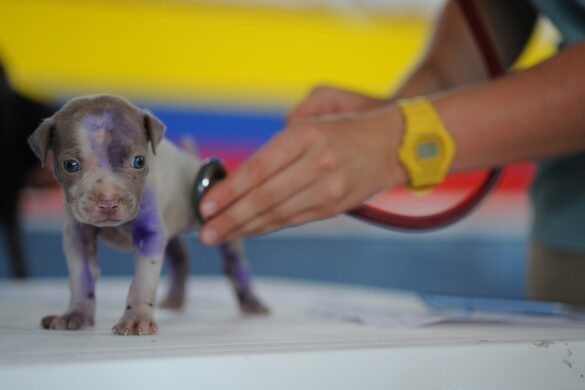 MU Launches Rabies Lab For Pets Traveling Abroad