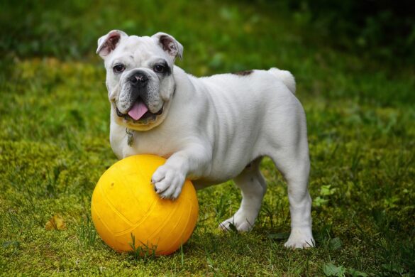 Best Dog Park Cities