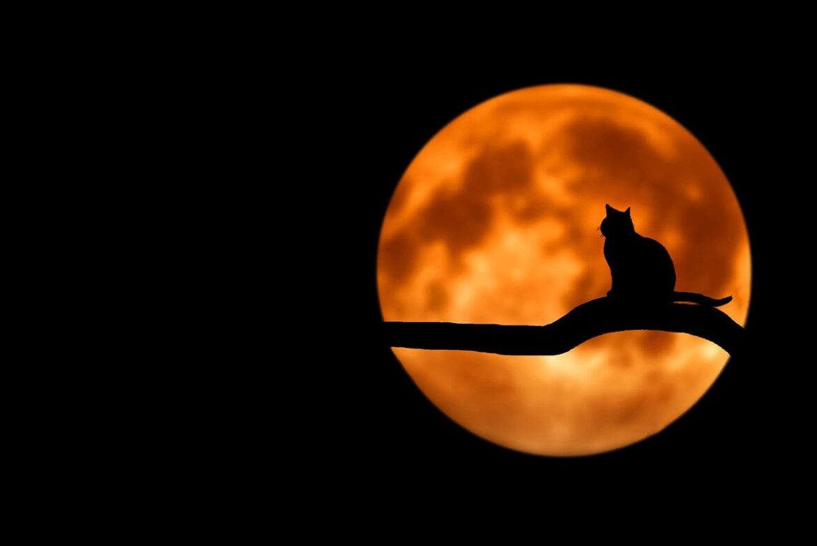 With  Halloween swiftly approaching, it’s the ideal time to start planning the perfect costume for the spooky occasion.