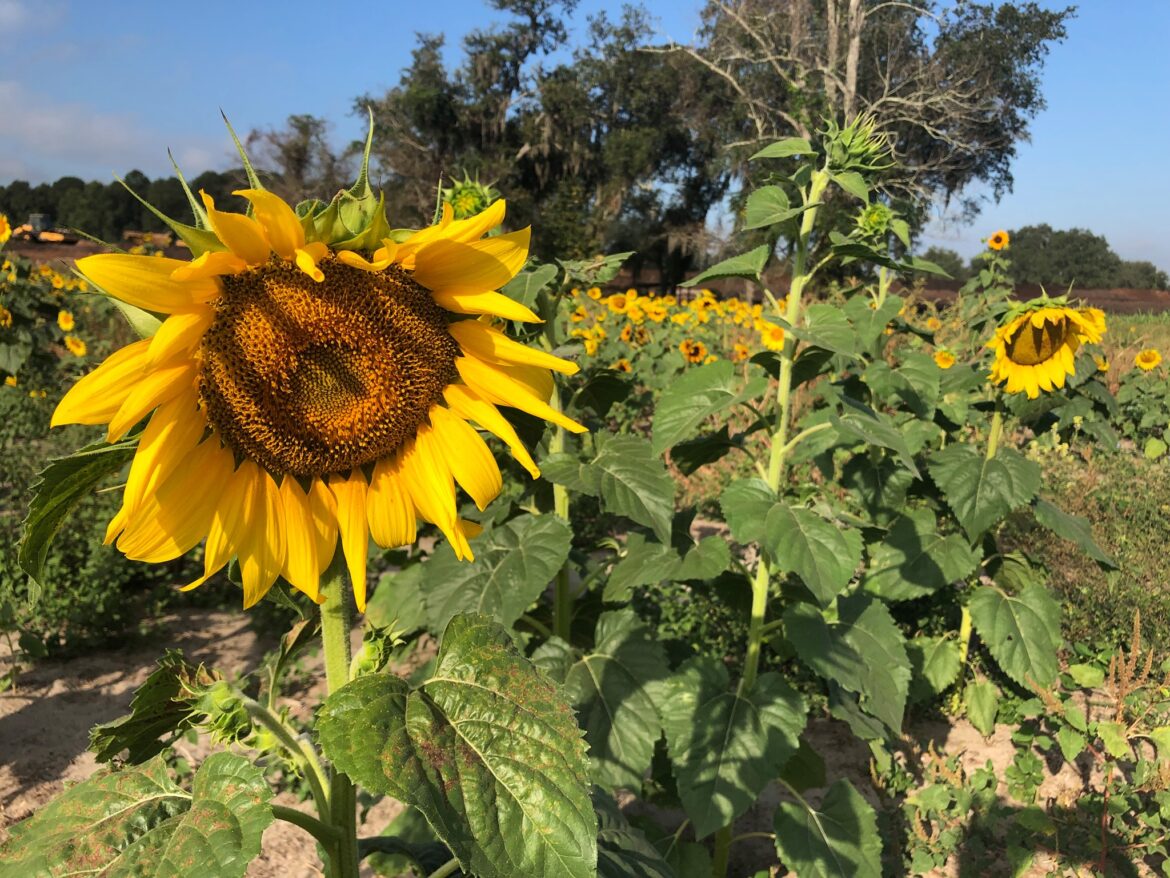 The Florida Agritourism Association is promoting some of its members’ events and activities happening on farms throughout Florida this fall.