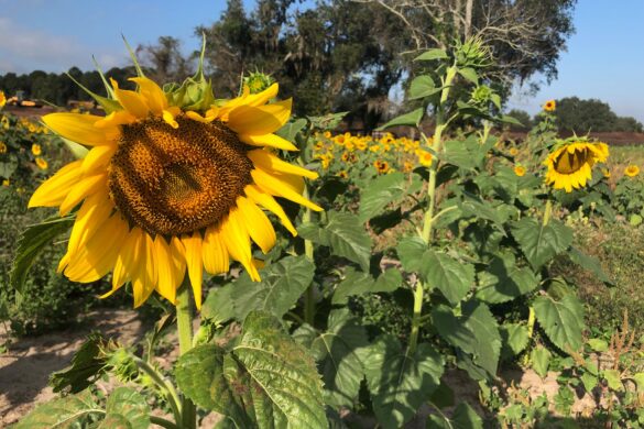 Fall 2024 Florida Agritourism Events