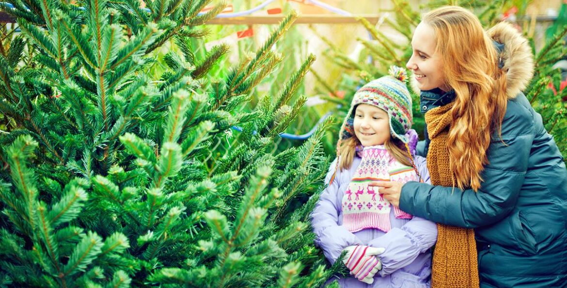 Mr. Jingles sources freshly cut trees directly from farms in Oregon, Washington, North Carolina, Wisconsin, and Canada.