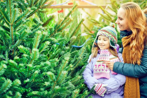 Mr. Jingles Christmas Trees Is Back For The Holiday Season