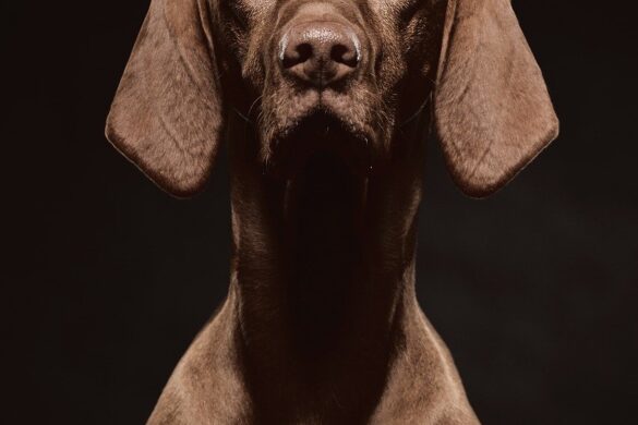 El Servicio Postal De Estados Unidos Publica La Clasificación Nacional De Ataques De Perros