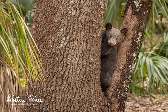 Art Gallery 21 Is Celebrating Florida Bears & Nature