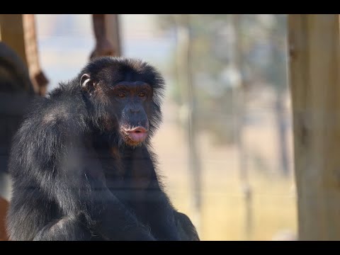 Chimpanzee George Officially Finds Permanent Home At Chimpanzee Sanctuary Northwest