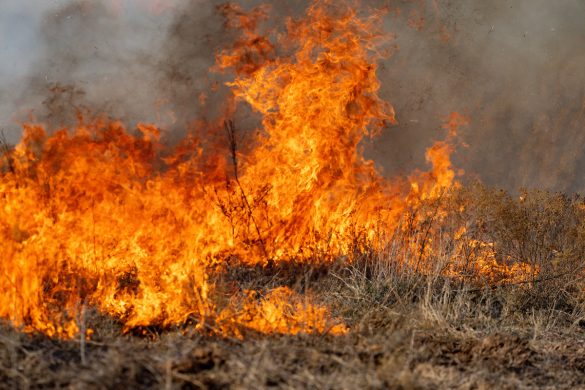 Elevated Wildfire Risk Expected Across Texas This Week