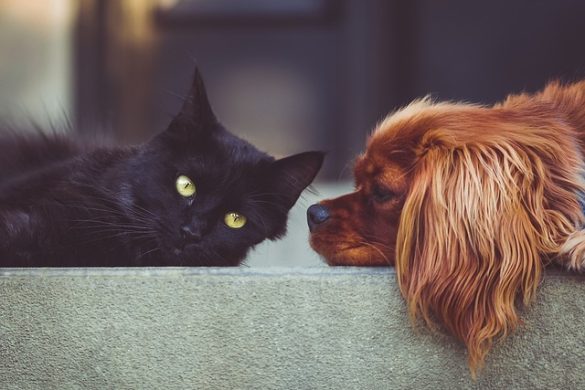 Technology That Locks Out Pet Odors For Good